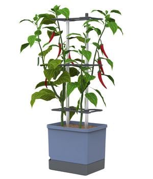Gusta Garden Chili-Pflanztopf Charly Chili XL, ca. B34,7/H138/T28,1 cm
