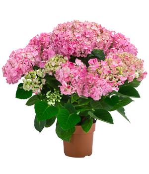 Hortensie - Hydrangea macrophylla 'Campino Pink'