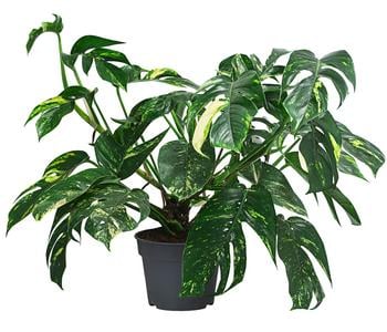 Efeutute - Epipremnum pinnatum 'Goldfinger'