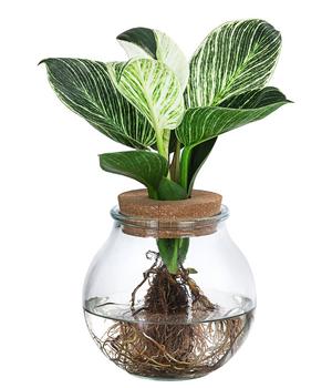 Waterplant Baumfreund im Kugelglas - Philodendron 'White Wave'