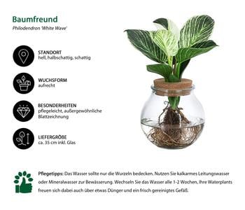 Waterplant Baumfreund im Kugelglas - | Dehner