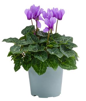 Alpenveilchen - Cyclame 'Dragon Blue'