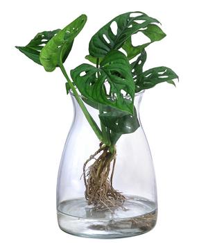 Waterplant Fensterblatt im Glas - Monstera adansonii, ca. 30 cm