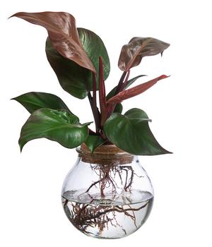 Waterplant Baumfreund im Kugelglas - Philodendron erubescens 'Sunlight', ca. 30 cm