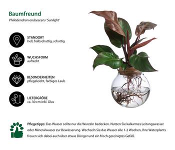 Waterplant Baumfreund im Kugelglas - | Dehner