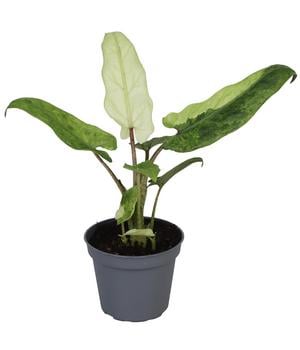 Pfeilblatt - Alocasia lauterbachiana variegata