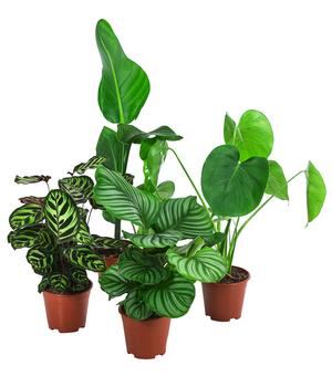Zimmerpflanzen-Set Grüne Blätter, 4-teilig