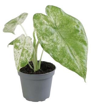 Pfeilblatt - Alocasia macrorrhiza 'Splash'