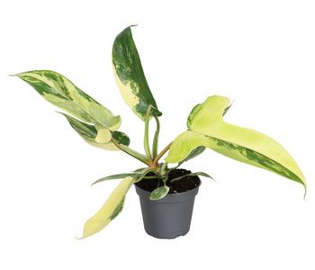 Baumfreund - Philodendron 'Florida Beauty'