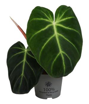 Baumfreund - Philodendron luxurians