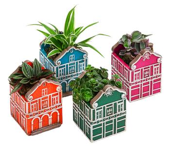 Zimmerpflanzen-Set Caribbean, 4-teilig