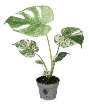 Schwarzgoldener Baumfreund - Philodendron | Dehner