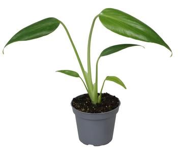 Fensterblatt - Monstera 'Burle Marx Flame' von Dehner