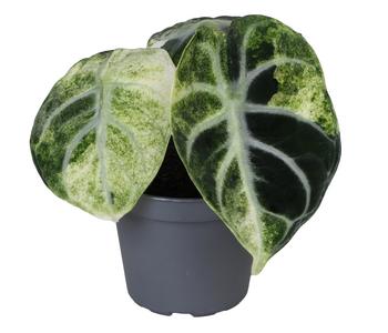 Pfeilblatt - Alocasia 'Ninja' variegata