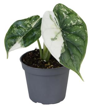 Pfeilblatt - Alocasia 'Dragon Scale' variegata