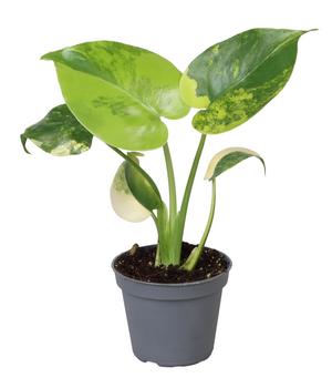 Fensterblatt - Monstera deliciosa 'Aurea' variegata