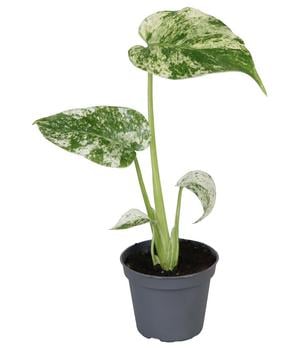 Fensterblatt - Monstera deliciosa 'Mint'