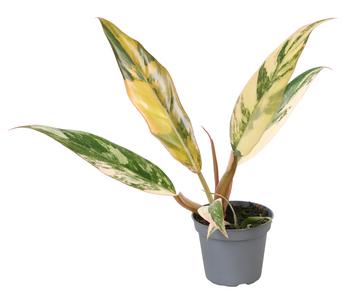 Baumfreund - Philodendron 'Caramel Marble' von Dehner
