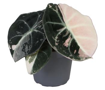 Korbmarante - Calathea cultivars 'White | Dehner