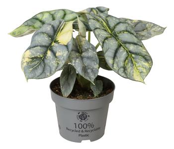 Pfeilblatt - Alocasia 'Silver Dragon' variegata