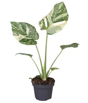 dracaena godseffiana Dracaena Surculosa - Florida Beauty | Uprooted main image 0