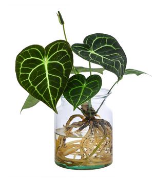 Waterplant Herzblattblume im Glas - Anthurium Clarinervium