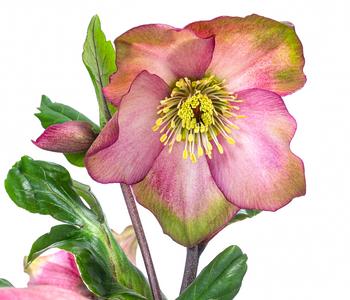 Christrose 'HGC® Winter Ballet® Pink Flare'