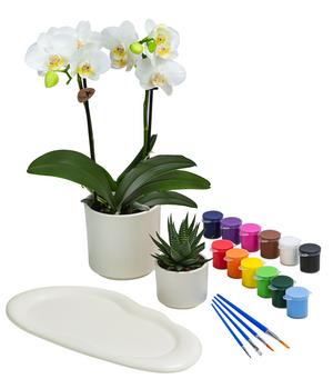 Zimmerpflanzen-Set zum Selbstgestalten