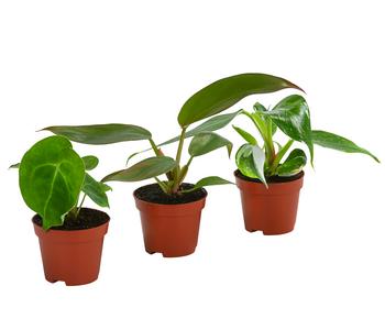 Zimmerpflanzen-Set Urban Jungle, 3-teilig
