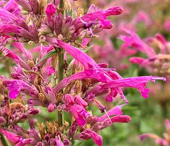 Bio Mexikanische Duftnessel 'Red Fortune'