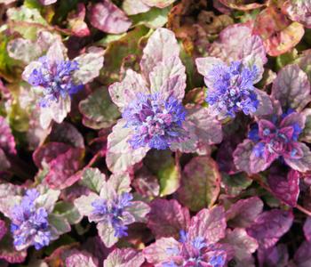 Bio Kriechender Günsel 'Burgundy Glow'