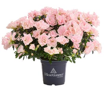 Zimmerazalee 'Christine® Cherry Blossom'