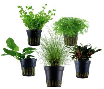Dehner Aqua Aquarienpflanzen-Set Vordergrundbepflanzung 201, 5-teilig