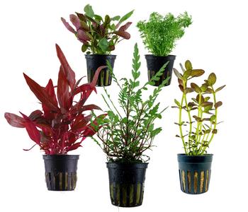 Dehner Aqua Aquarienpflanzen-Set Mittelgrundbepflanzung 204, 5-teilig
