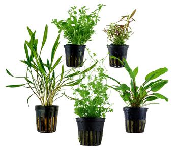 Dehner Aqua Aquarienpflanzen-Set Mittelgrundbepflanzung 205, 5-teilig