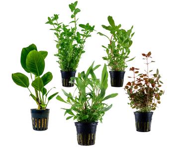 Dehner Aqua Aquarienpflanzen-Set Hintergrundbepflanzung 208, 5-teilig