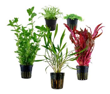 Dehner Aqua Aquarienpflanzen-Set Einsteiger 213, 5-teilig