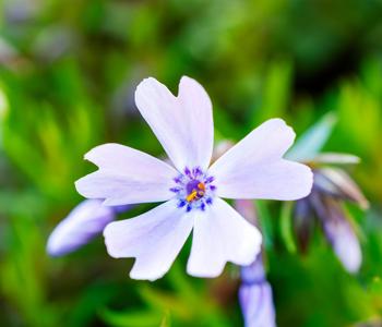 Bio Teppich-Flammenblume 'Bavaria'