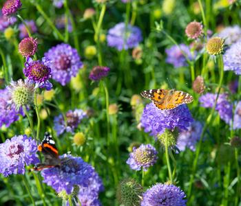 Bio Tauben-Skabiose 'Butterfly Blue'