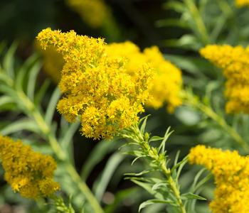Bio Goldrute 'Goldkind'