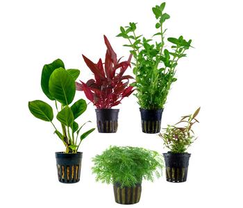 Dehner Aqua Aquarienpflanzen-Set Einsteiger 219, 5-teilig