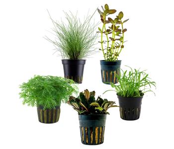 Dehner Aqua Aquarienpflanzen-Set Einsteiger 220, 5-teilig