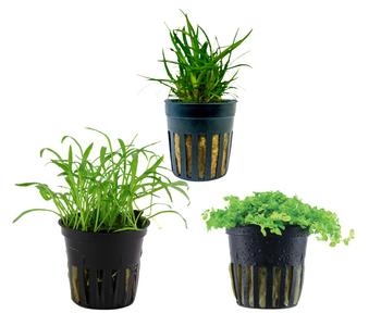 Dehner Aqua Aquarienpflanzen-Set Vordergrundbepflanzung 226, 3-teilig