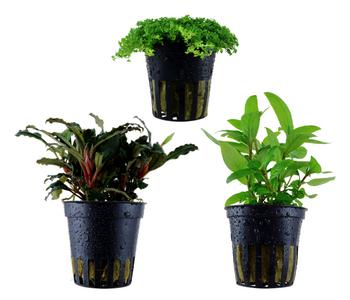 Dehner Aqua Aquarienpflanzen-Set Vordergrundbepflanzung 227, 3-teilig
