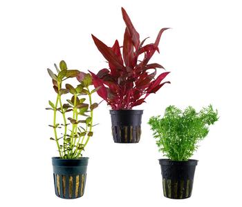 Dehner Aqua Aquarienpflanzen-Set Mittelgrundbepflanzung 228, 3-teilig