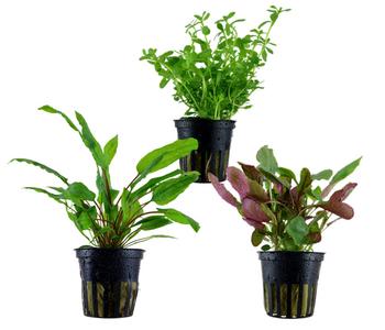 Dehner Aqua Aquarienpflanzen-Set Mittelgrundbepflanzung 229, 3-teilig