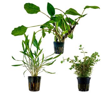 Dehner Aqua Aquarienpflanzen-Set Mittelgrundbepflanzung 230, 3-teilig