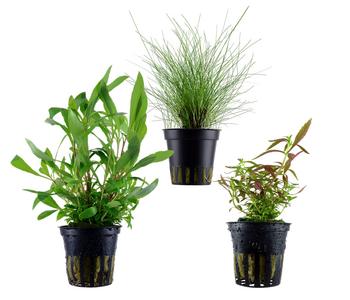 Dehner Aqua Aquarienpflanzen-Set Hintergrundbepflanzung 232, 3-teilig