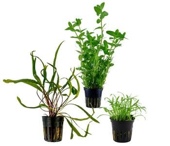 Dehner Aqua Aquarienpflanzen-Set Einsteiger 236, 3-teilig