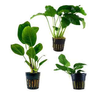 Dehner Aqua Aquarienpflanzen-Set Anubias 242, 3-teilig